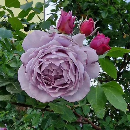Casa Delle Rose - Sulla Via Per Assisi * Bastia Umbra